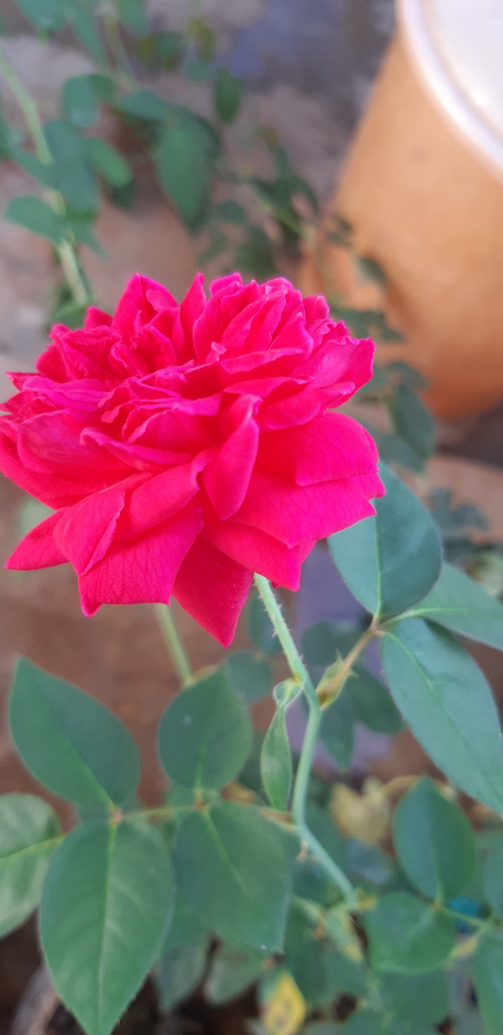 my garden