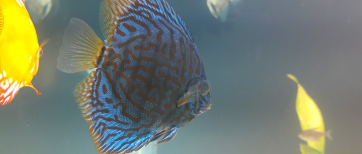 Aquarium