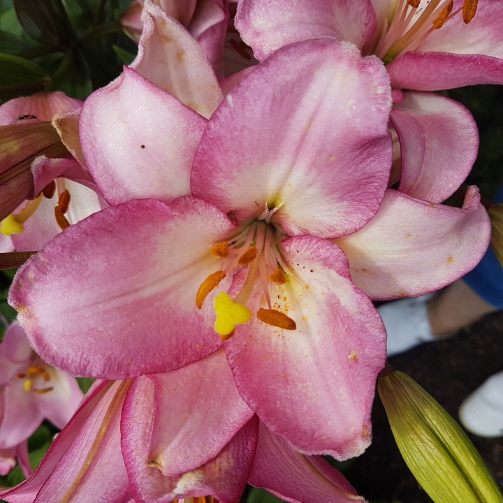 My flowers