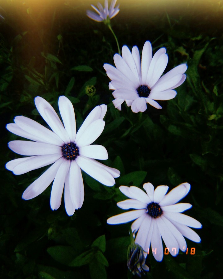 Space flowers