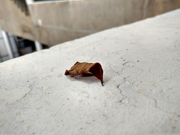 Leaf