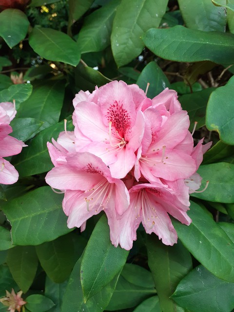 sfondi pink, subshrub