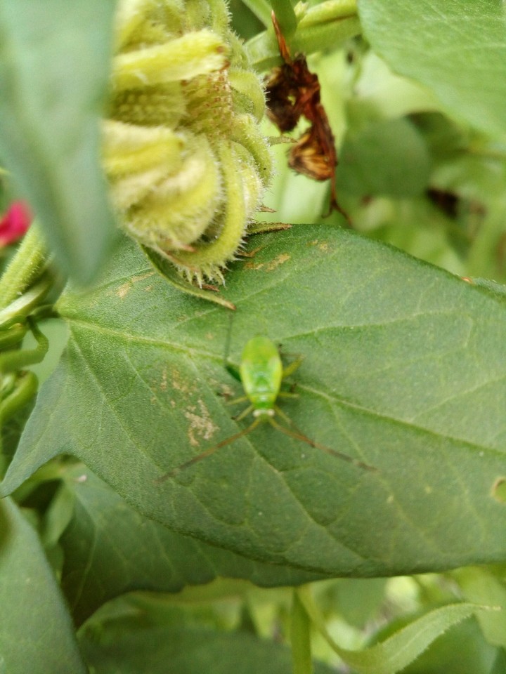 Green Beetle