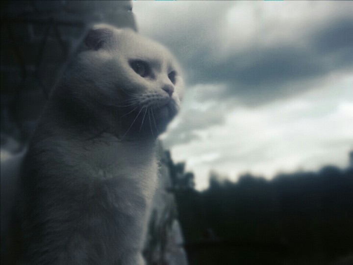 Кот и тучи