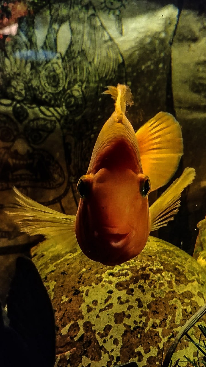 coffee with nemo at pochepretese