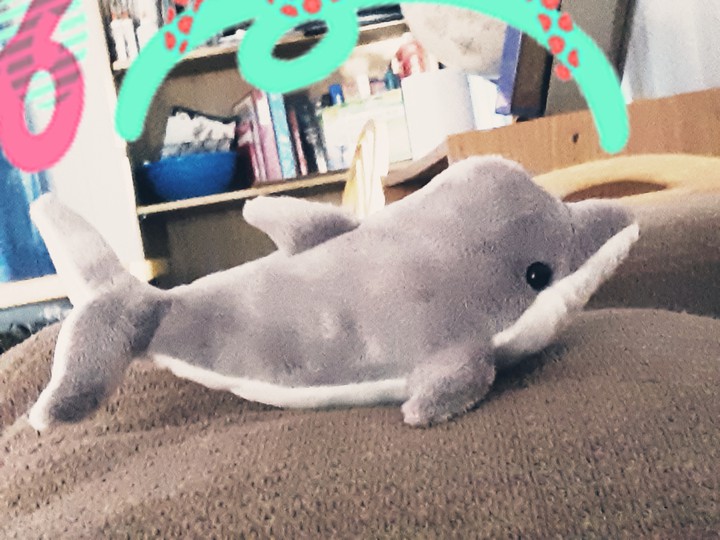 dolphin