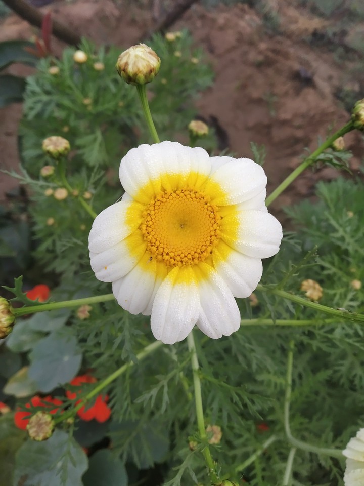 flower