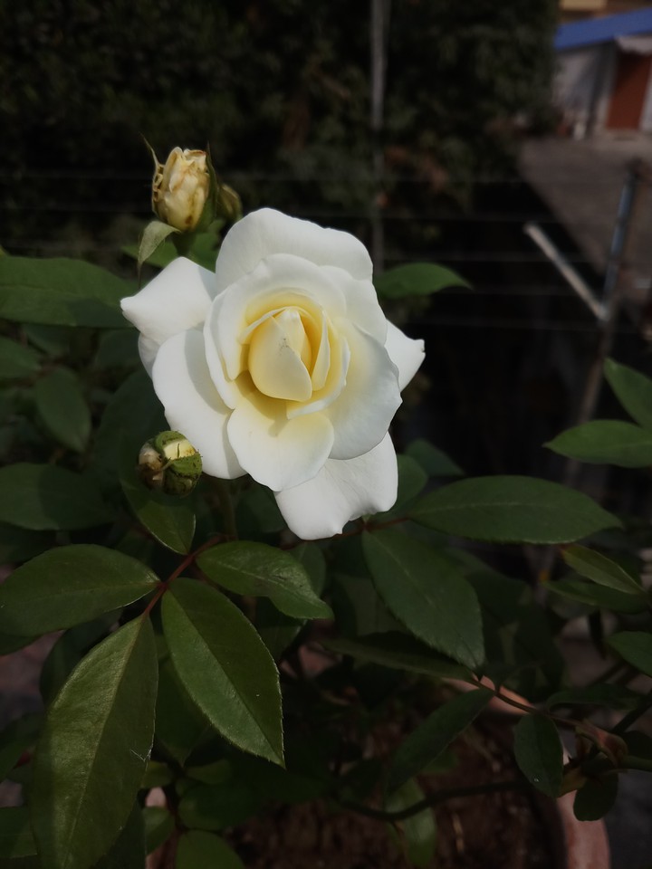 rose