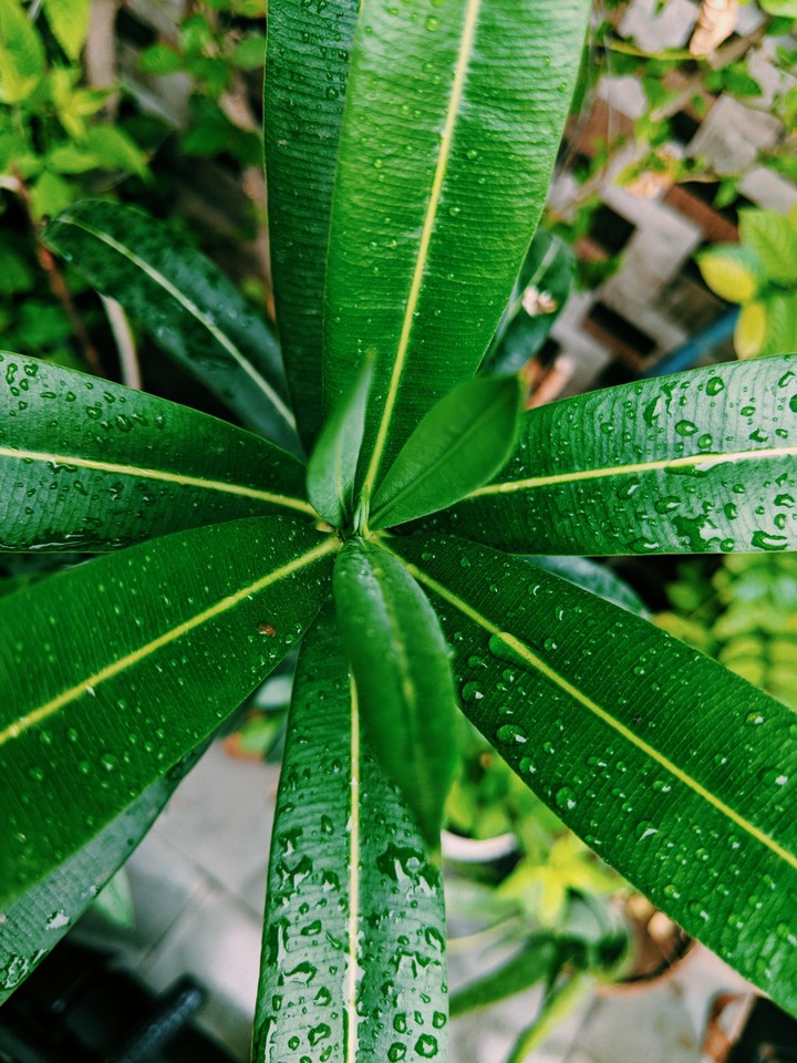 Leaves