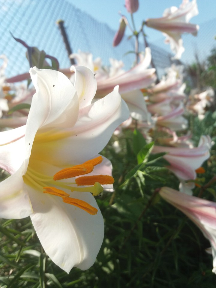 Beautiful flowers