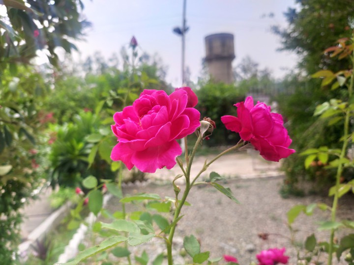 Rosses