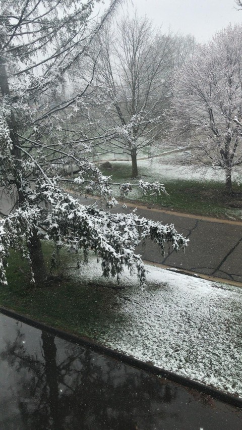 Always Snow