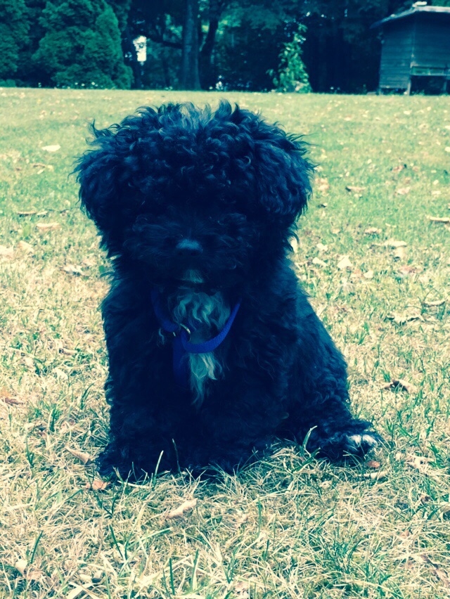 little dog