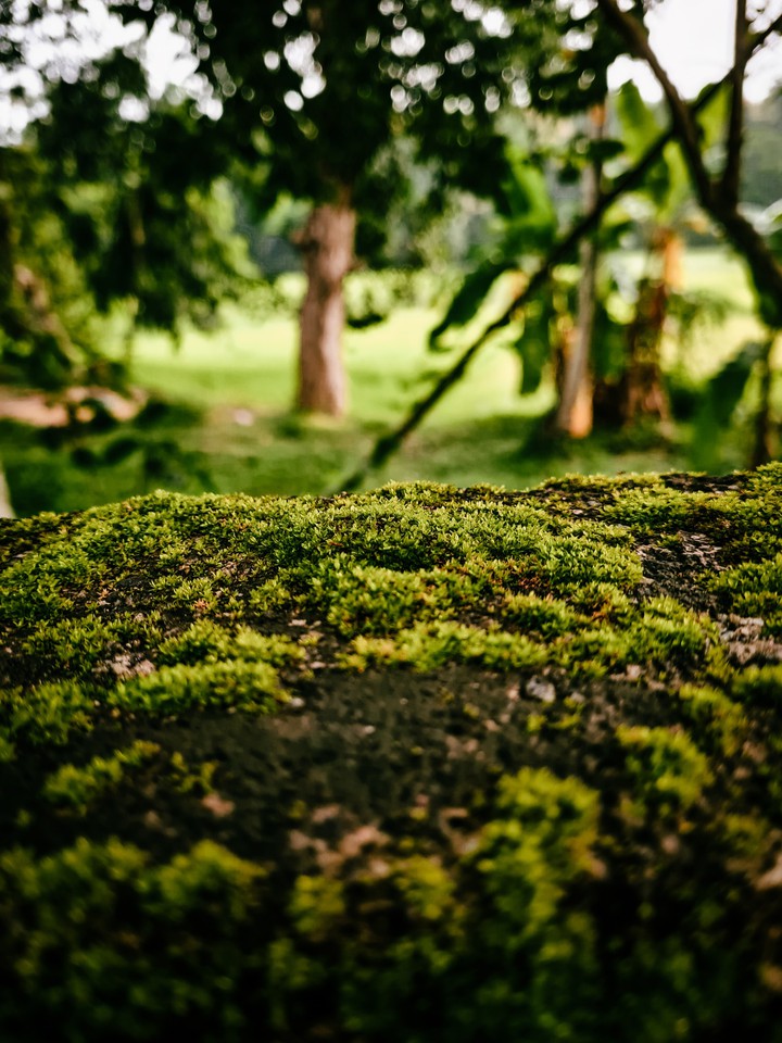 nature