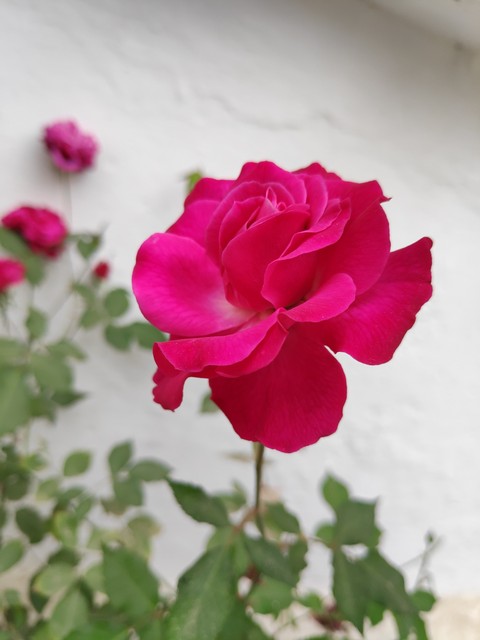red rose
