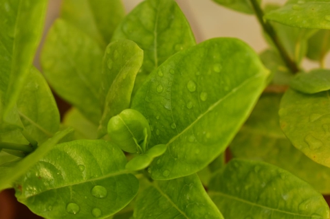 Green In Rain