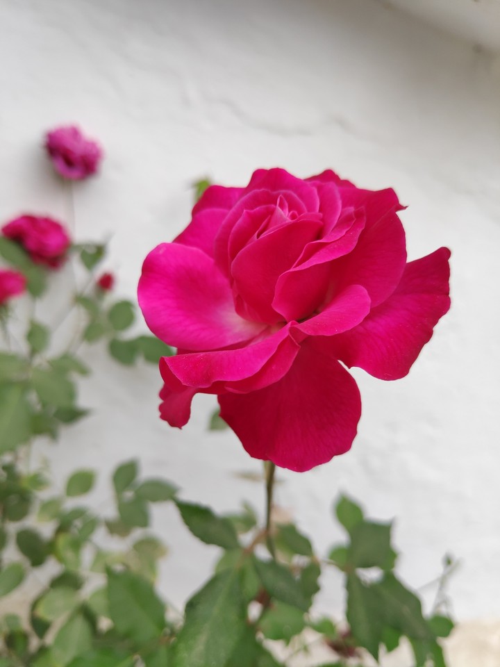 red rose