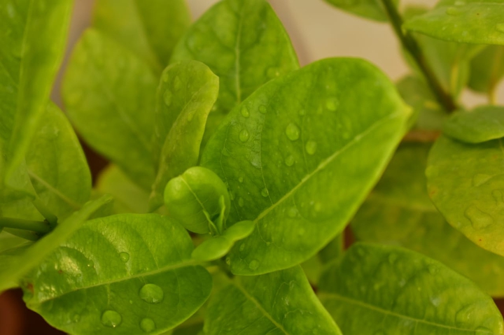 Green In Rain