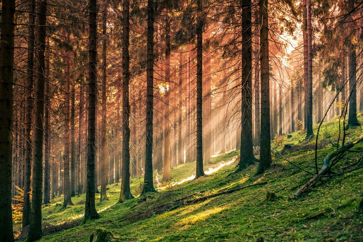Nature