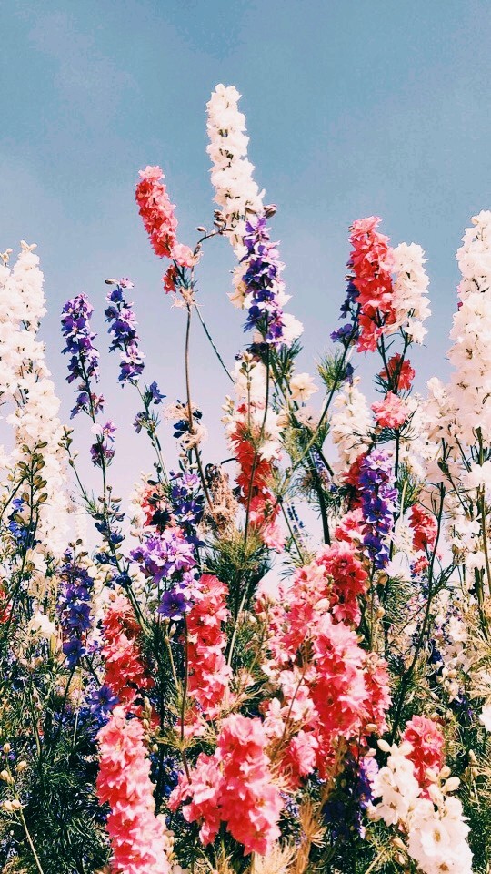 Flowers