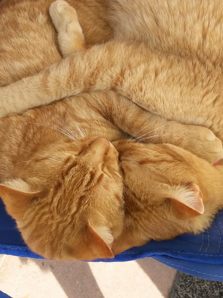 Brothers