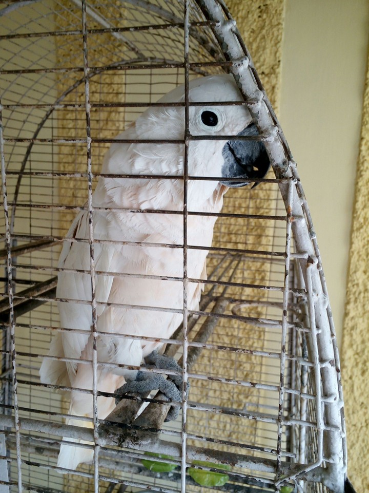 perrot
