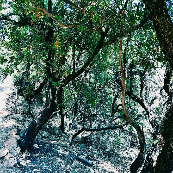 nature