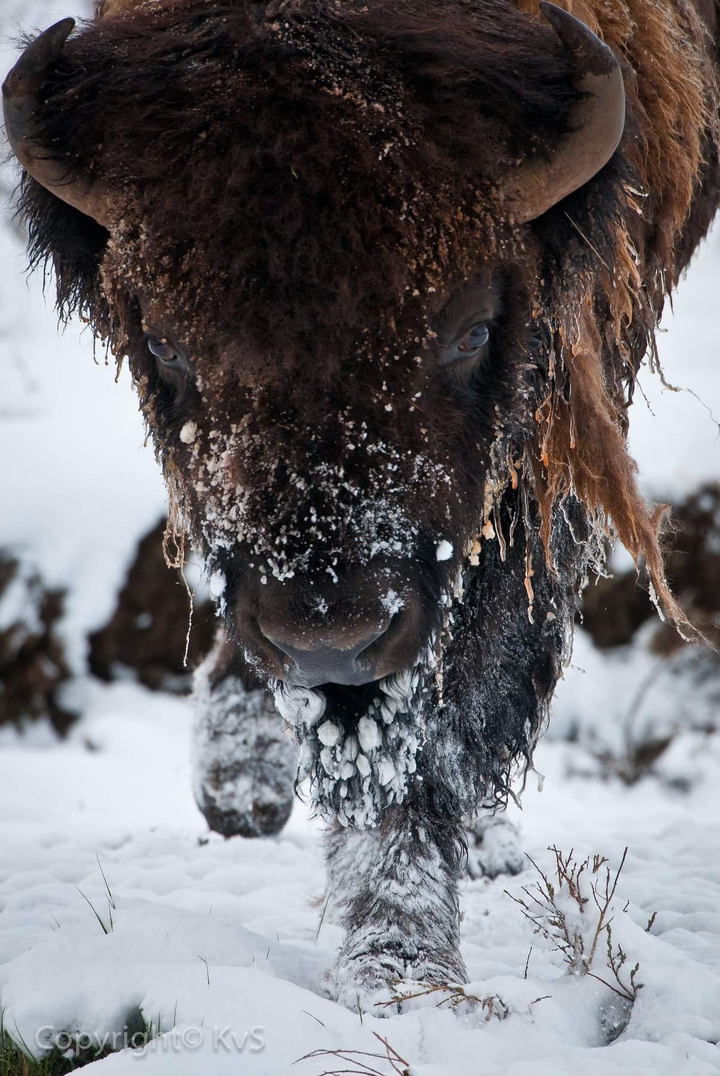 Buffalo