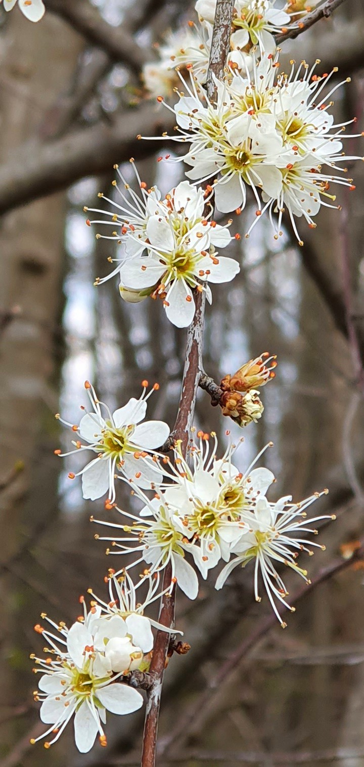 Frühling