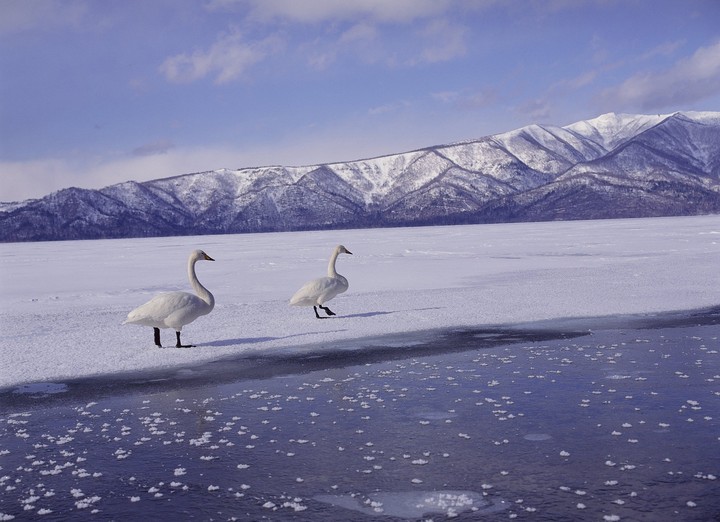 Birds