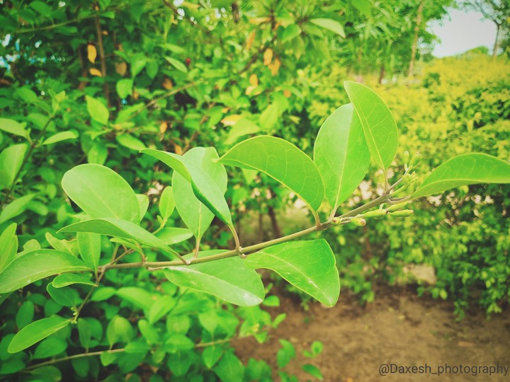 Leaves - click by me