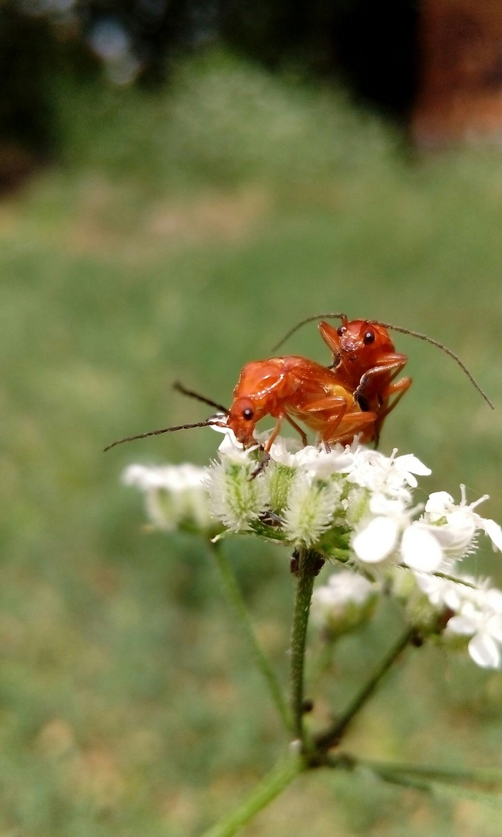 red soldier