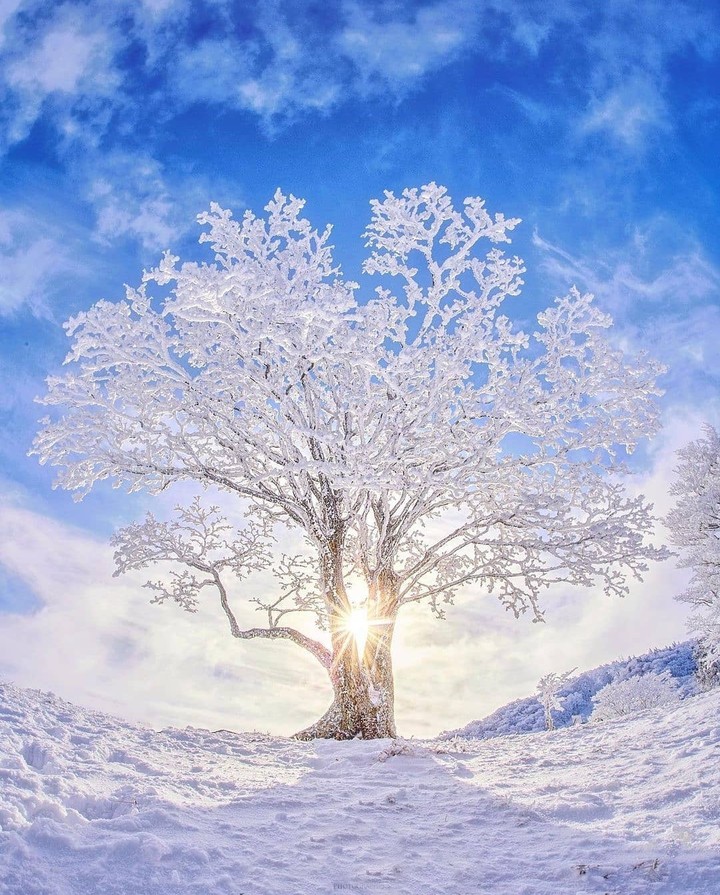 #tree