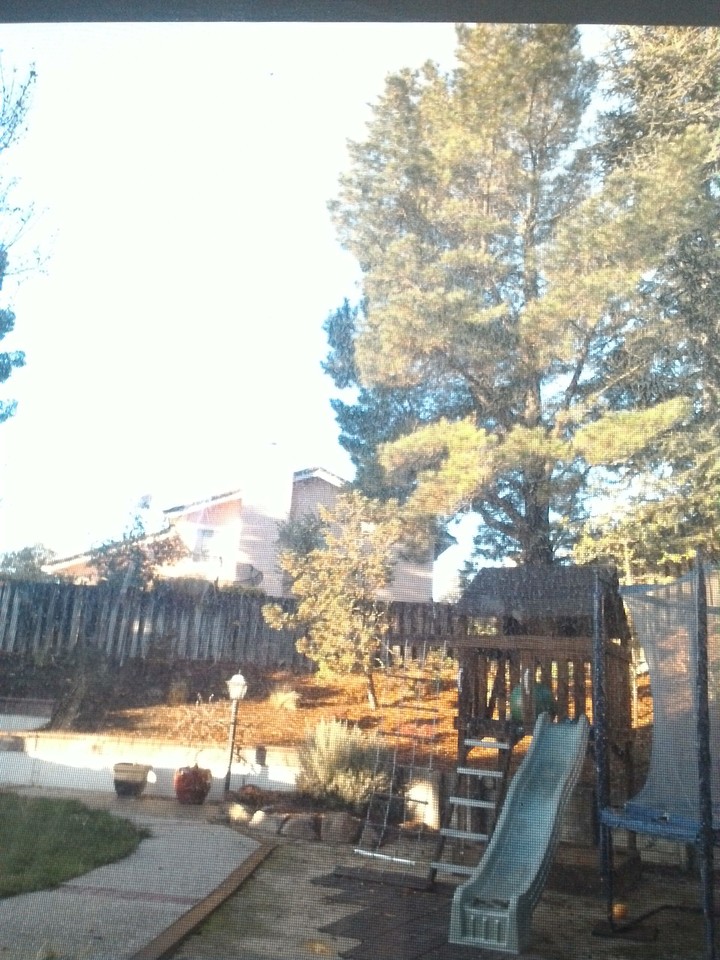 Nice Backyard
