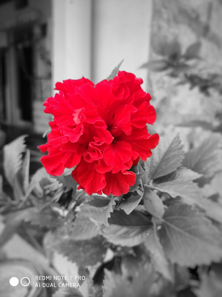 beautiful flower