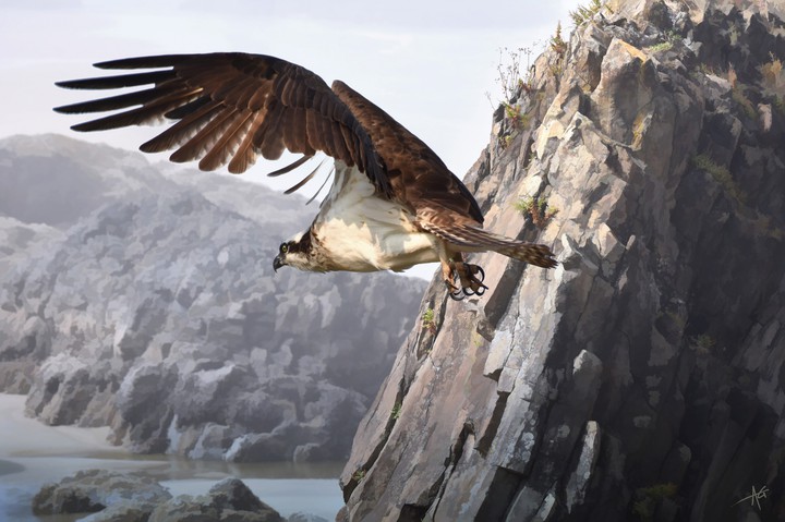 eagel