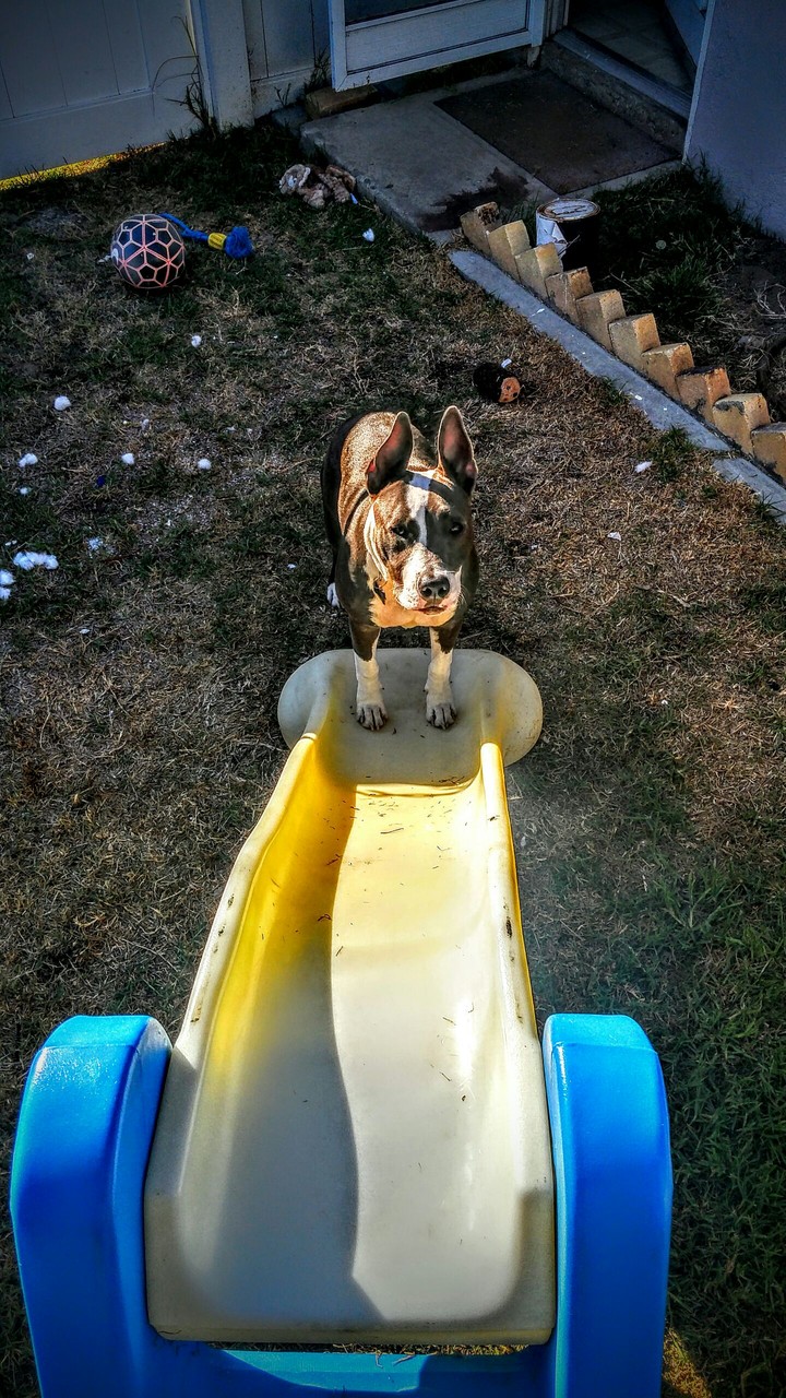 Dog on slide