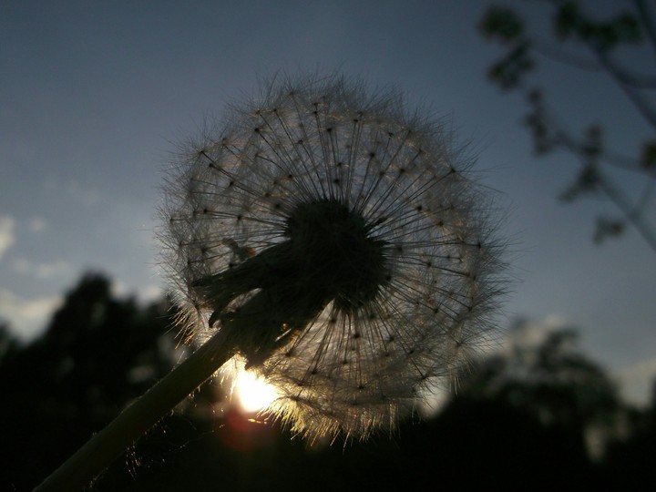 dandelion.