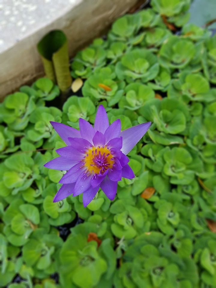 Violet in Green
