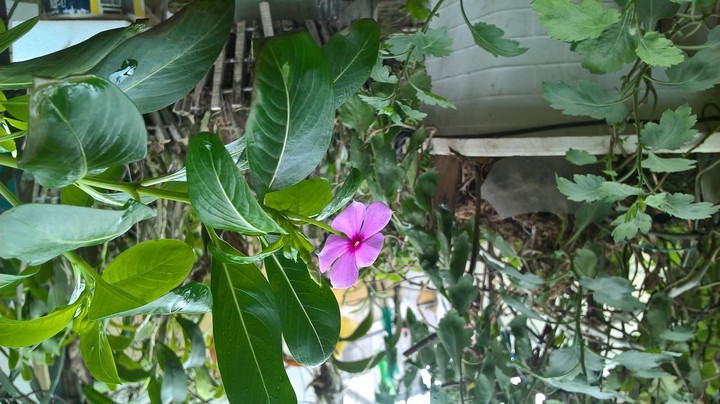 Flower