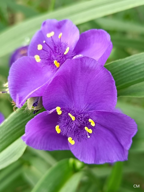 papéis de parede flower, grass