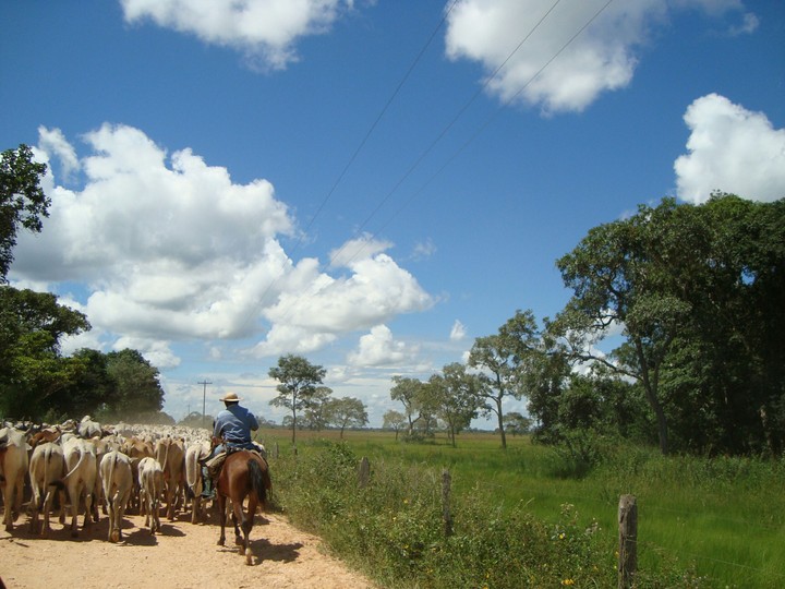 boiada