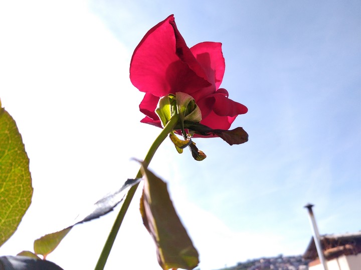 A Beautiful Rose