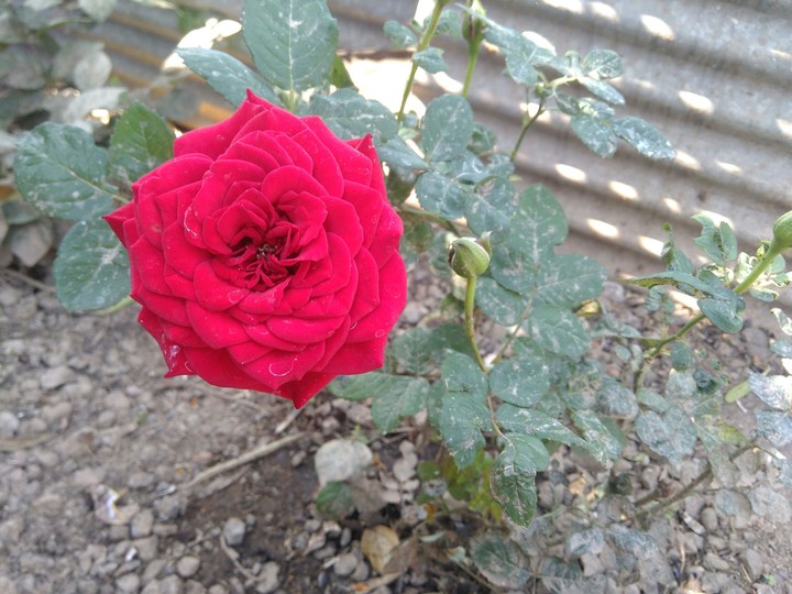 rose
