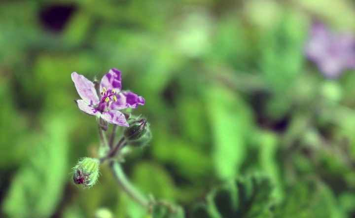 Purple Flower
