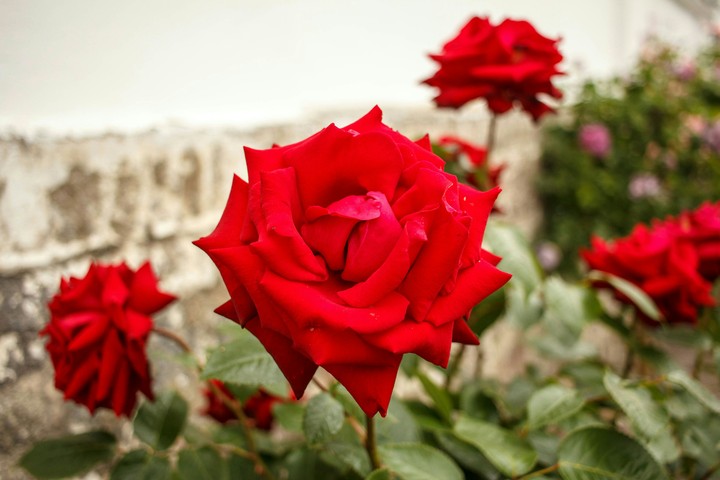 Roses
