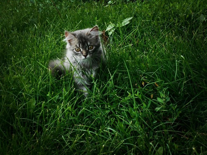 котенок