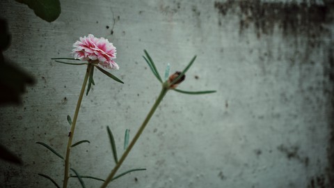 Moss rose