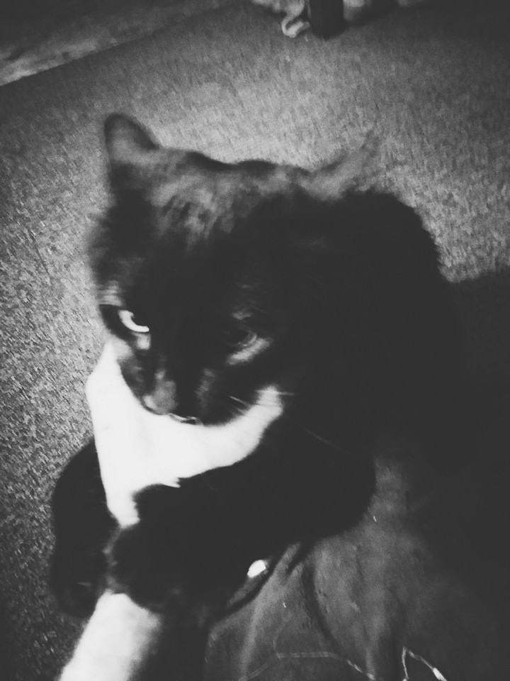 Mischief Loves To Fight
