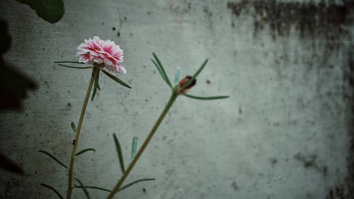 Moss rose